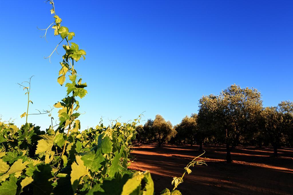 Herdade Da Calada Azaruja Exteriör bild
