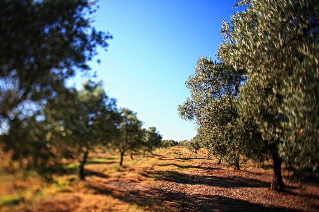 Herdade Da Calada Azaruja Exteriör bild