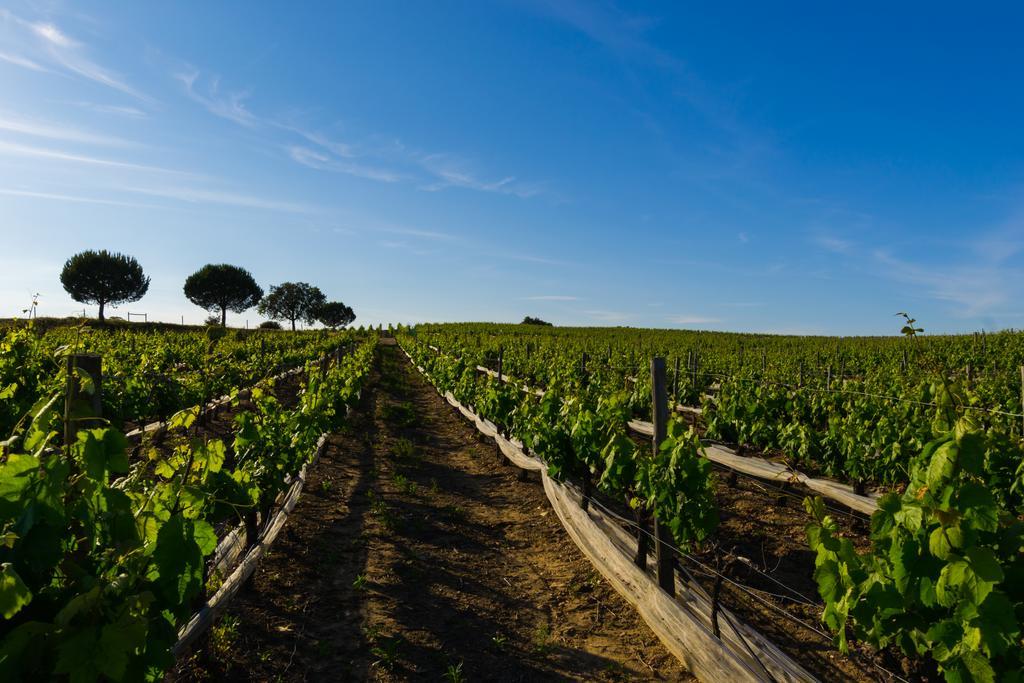 Herdade Da Calada Azaruja Exteriör bild